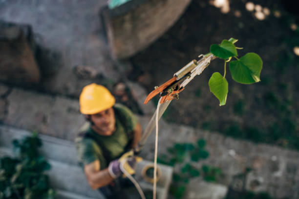 Best Stump Grinding and Removal  in Black Hammock, FL