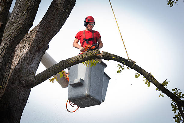 How Our Tree Care Process Works  in  Black Hammock, FL